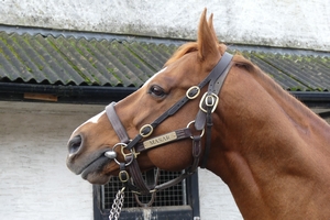 Masar