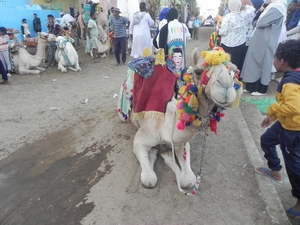 Nubian Camel