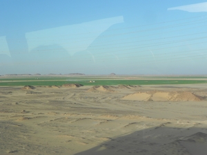 Sahara Wheatfields